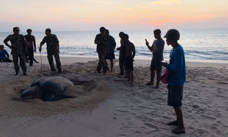 หัวหน้าอุทยานแห่งชาติเขาลำปี-หาดท้ายเหมืองเผยข่าวดี เต่ามะเฟืองวางไข่กว่าร้อยฟอง