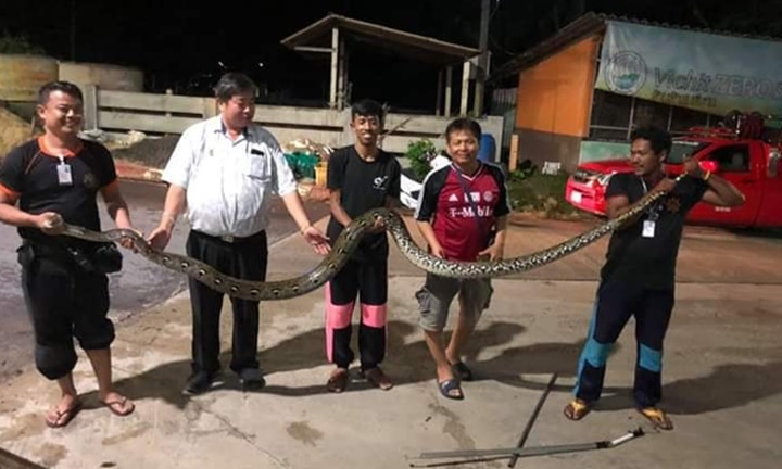 ทต.วิชิต เตือนประชาชนระวังภัยจากสัตว์อันตราย หลังจับอีก “งูเหลือมยักษ์ 5 เมตร”
