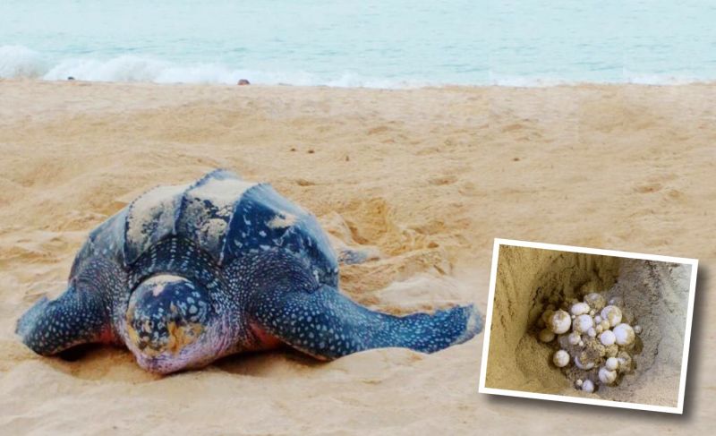 เต่ามะเฟืองวางไข่หาดในทอน เฝ้าระวัง 24 ชั่วโมงตลอด 60 วัน รอลุ้นลูกเต่าเพาะฟักตามธรรมชาติ