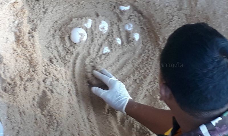 พบเต่ามะเฟืองวางไข่ภูเก็ตรังที่ 2 หาดทรายแก้ว เจ้าหน้าที่เตรียมกั้นคอกดูแลไข่เต่า