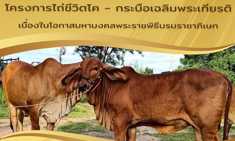 ภูเก็ตขอเชิญผู้มีจิตศรัทธาร่วมสมทบทุนโครงการไถ่ชีวิตโค – กระบือเฉลิมพระเกียรติ