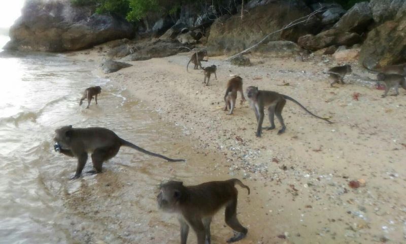 ติดตามชีวิตลิงแสมเกาะปายู สุขภาพแข็งแรง สามารถใช้ชีวิตได้ตามปกติ