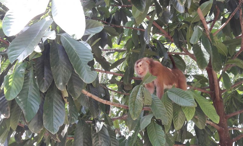 ลิงกังพลัดหลงเข้าหมู่บ้าน โลดแล่นบนกิ่งไม้ ก่อนถูกจับได้และย้ายไปพักใจในธรรมชาติ