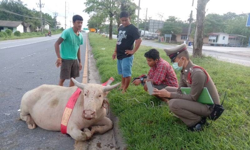 หนุ่มขับเก๋งชนควายเผือกขาหัก รถพังยับ