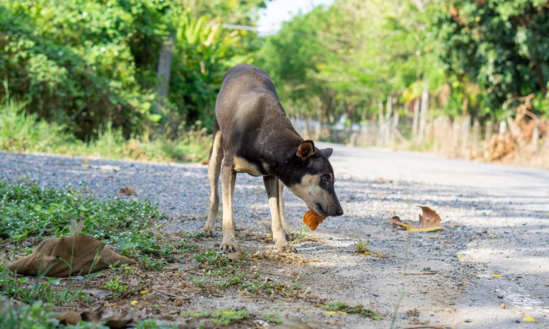 ภาพ มูลนิธิเพื่อสุนัขในซอย