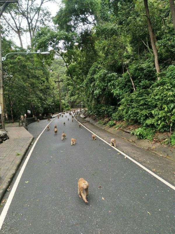 ภาพ ศูนย์ศึกษาธรรมชาติและสัตว์ป่าเขาพระแทว