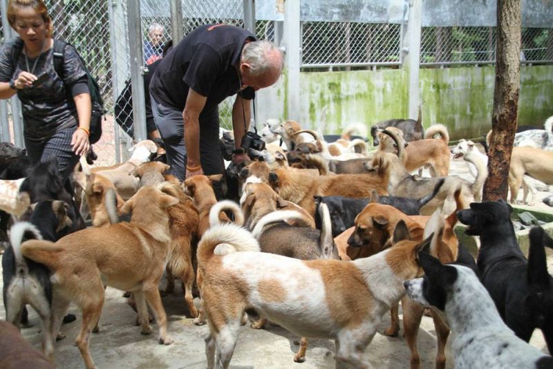 ภาพ มูลนิธิเพื่อสุนัขในซอย