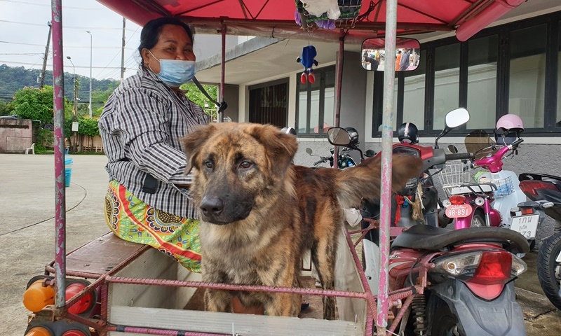 ภาพ มูลนิธิเพื่อสุนัขในซอย