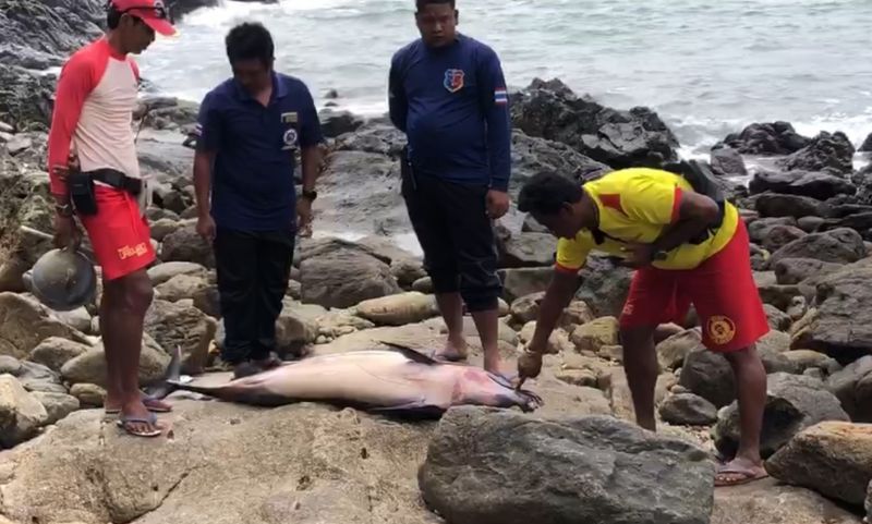 พบโลมาเกยตื้นตายบนโขดหิน หาดยะนุ้ย