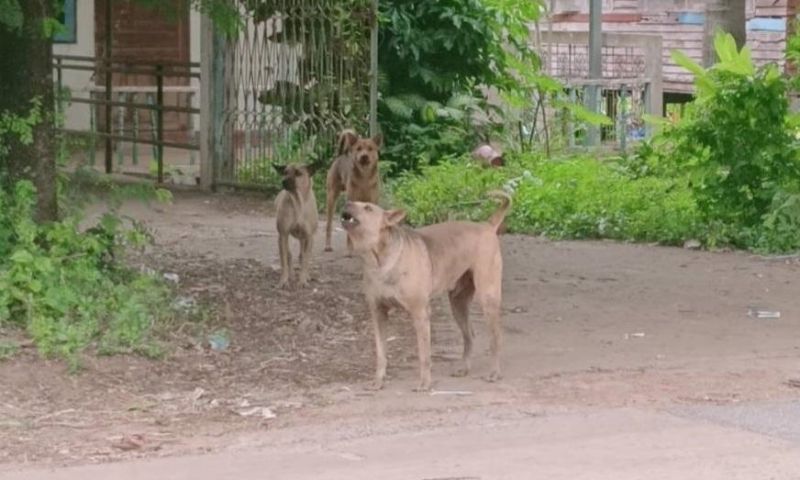 ’ผมแค่คนให้อาหาร’ ลุงแจงไม่ใช่เจ้าของสุนัข 4 ตัวรุมกัดแม่ค้าขายแตงโม