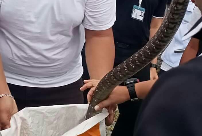 ชุดหมองูรับแจ้งช่วยจับจงอาง 2 เมตร สุดท้ายเป็นงูสิงไร้พิษ