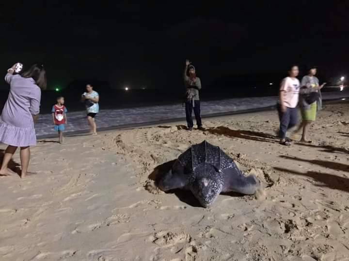 แม่เต่ามะเฟืองขึ้นวางไข่หาดกะตะรับปีใหม่ ถือเป็นครั้งแรกในรอบหลายสิบปี