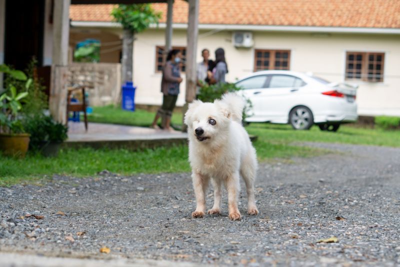 ภาพ มูลนิธิเพื่อสุนัขในซอย