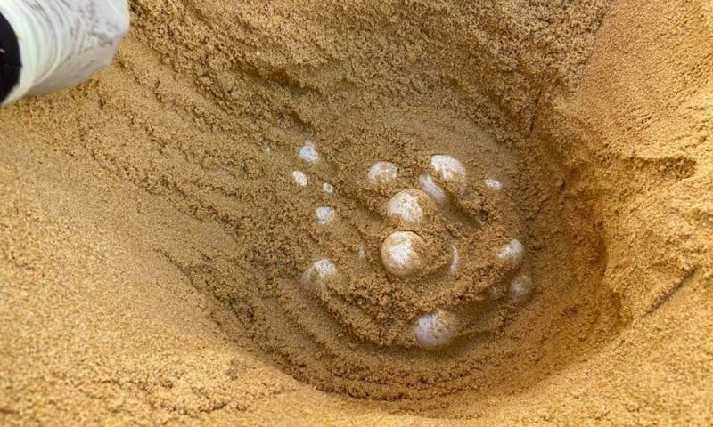 แม่เต่ามะเฟืองขึ้นวางไข่หาดท้ายเหมือง 89 ฟอง ขนาดรอยใกล้เคียงรังหาดกะตะ หาดไม้ขาว