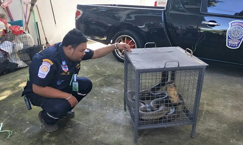 ฝากชาวภูเก็ตระวังงูมีพิษช่วงฤดูผสมพันธุ์ เตือนเก็บกวาดบ้านให้สะอาดเรียบร้อย