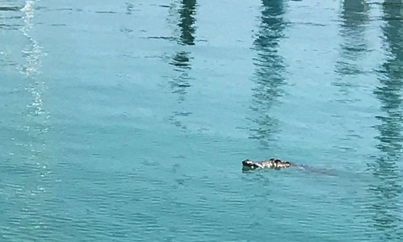 ภูเก็ตปักธงแดงเฝ้าระวังท่าเรือยอช์ท หลังพบจระเข้โผล่ท่าเรืออ่าวฉลอง