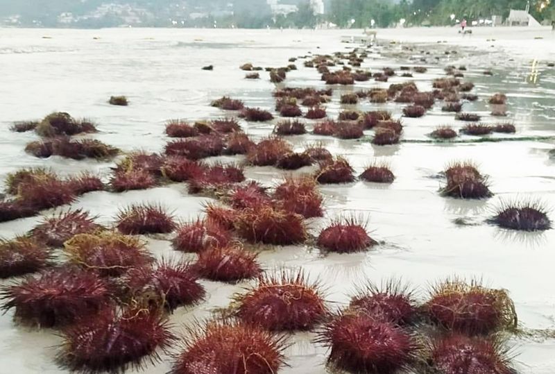 ภาพ สำนักงานประชาสัมพันธ์จังหวัดภูเก็ต