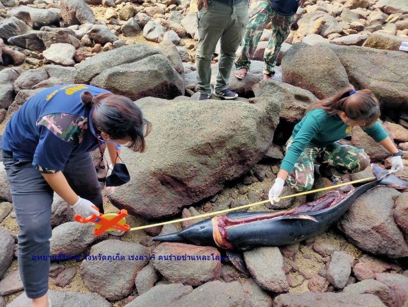 อุทยานสิรินาถภูเก็ต เร่งล่า 4 คนร้ายชำแหละโลมาลายจุด