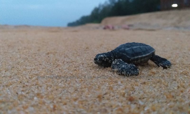 ลูกเต่าหญ้าตัวแรกในรอบ 20 ปี ของหาดไม้ขาว จังหวัดภูเก็ต เดินกลับสู่ทะเลแล้ว