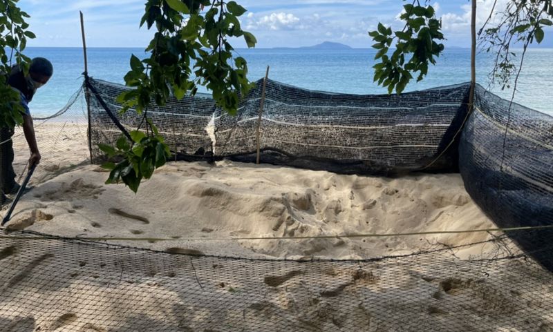 ชาวบ้านพบหลุมวางไข่เต่าตนุหาดแหลมไผ่ ตรวจพบไข่รีบล้อมคอก ทต.ราไวย์จัดชุดดูแลเฝ้าระวัง 24 ชั่วโมง