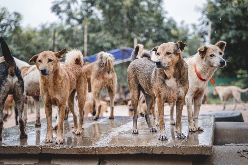 NGO ช่วยเหลือสัตว์เรียกร้องรัฐบาลทั่วโลกมุ่งเป้านโยบายด้านสุขภาพสัตว์