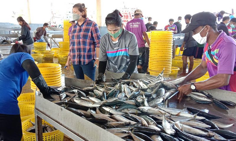 ประมงภูเก็ตขอความเป็นธรรมให้ชาวประมง กรณีแชร์ภาพฉลามหูดำขายเกลื่อนตลาดปลาภูเก็ต