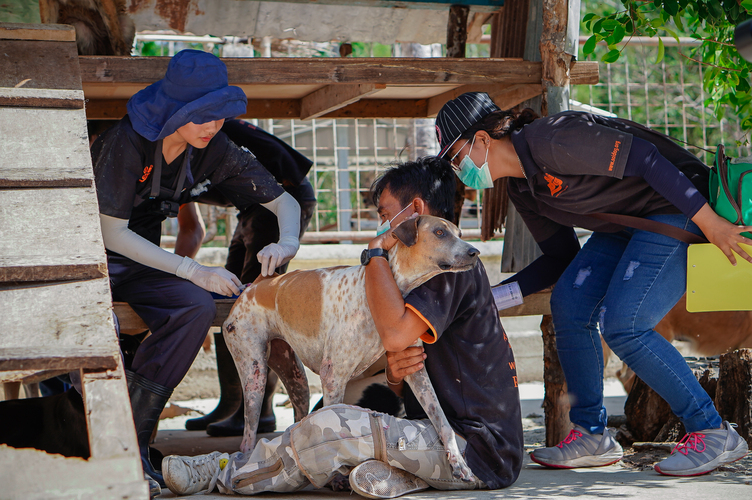 ภาพ มูลนิธิเพื่อสุนัขในซอย