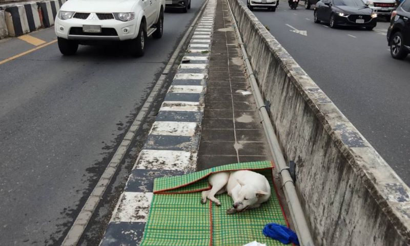 ภาพ มูลนิธิเพื่อสุนัขในซอย