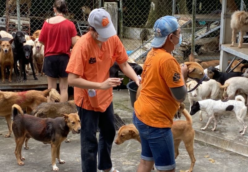 ภาพ มูลนิธิเพื่อสุนัขในซอย