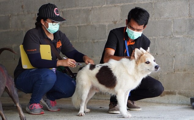 ภาพ มูลนิธิเพื่อสุนัขในซอย