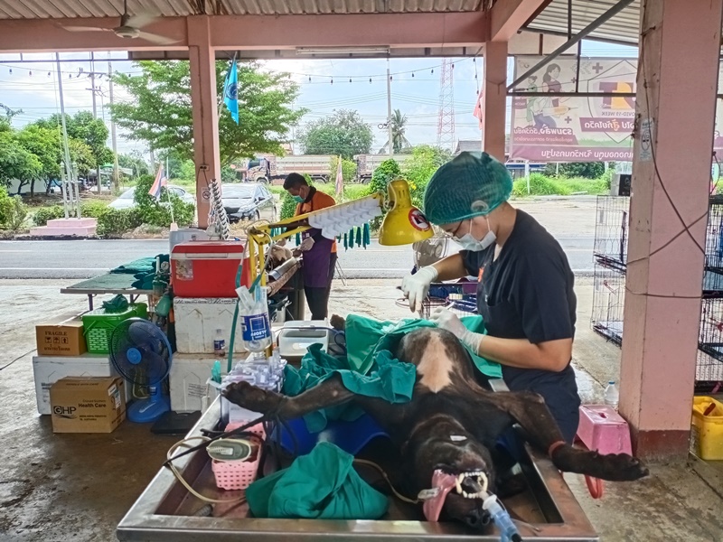 ภาพ มูลนิธิเพื่อสุนัขในซอย