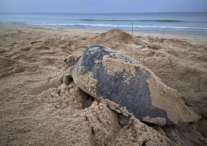 แม่เต่าตนุขึ้นวางไข่อุทยานแห่งชาติเขาลำปี-หาดท้ายเหมือง