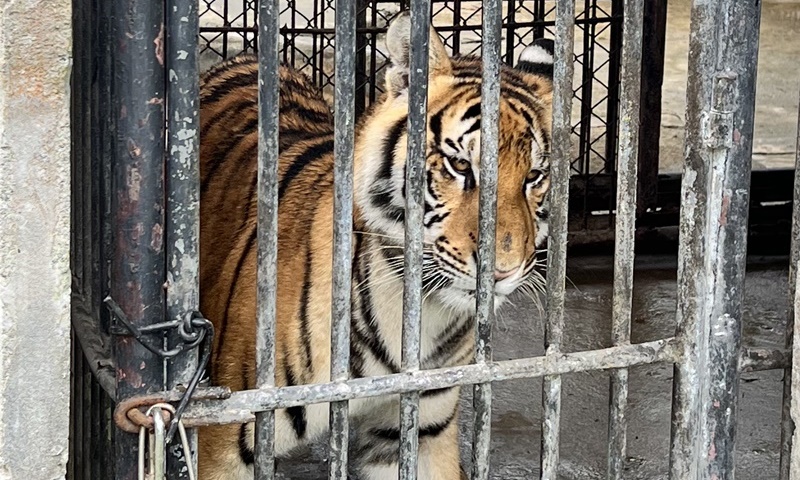 ช่วยเสือ 11 ตัวมูลนิธิเพื่อนสัตว์ป่าเปิดรับบริจาคช่วยเสือโคร่งหลังสวนสัตว์ภูเก็ตปิดตัว