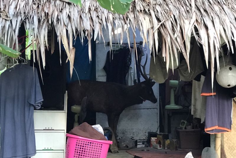 หมอเข้าช่วยรักษากวางราชินี คาดอาการบาดเจ็บจะดีขึ้นใน 1 สัปดาห์