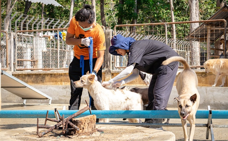 มูลนิธิซอยด๊อกเร่งฉีดวัคซีนกรณีไข้หัดสุนัขระบาดบ้านพักพิง