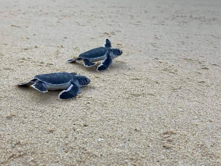 ฉลองตรุษจีน อุทยานแห่งชาติเขาลำปี-หาดท้ายเหมืองส่งลูกเต่าตนุลงทะเล 75 ตัว