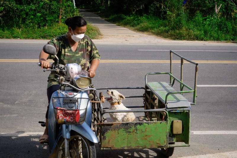 ภาพ มูลนิธิเพื่อสุนัขในซอย