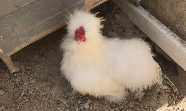 กล้องวงจรปิดเผยภาพ ‘ไก่ซิลกี้’ ของสาวออสเตรียถูกสุนัขไล่กัดขึ้นเนินเขาแล้วหายไป