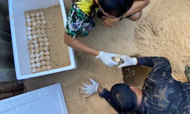 แม่เต่าขึ้นวางไข่รังที่ 5 ของปีในเขตอุทยานแห่งชาติเขาลำปี-หาดท้ายเหมือง