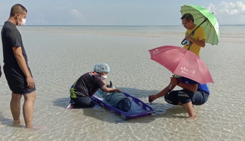 โลมาลายแถบน้ำหนักกว่า 80 กิโลกรัม ได้รับบาดเจ็บเกยตื้นหาดในยาง