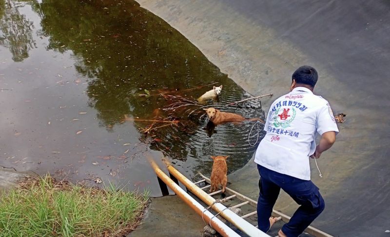 ซุกซนจนเป็นเหตุ! ชื่นชมกู้ชีพพลเมืองดีช่วยเหลือสุนัข 3 ตัวลงเล่นน้ำบ่อบำบัด