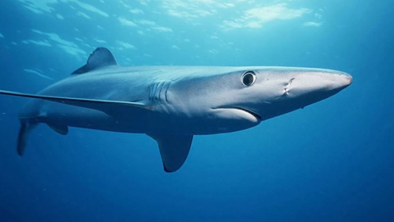 ทำอย่างไรเมื่อ “ถูกฉลามกัด” 3 ขั้นตอนง่าย ๆ เพื่อการเอาชีวิตรอดในทะเล เมื่อถูกฉลามทำร้าย