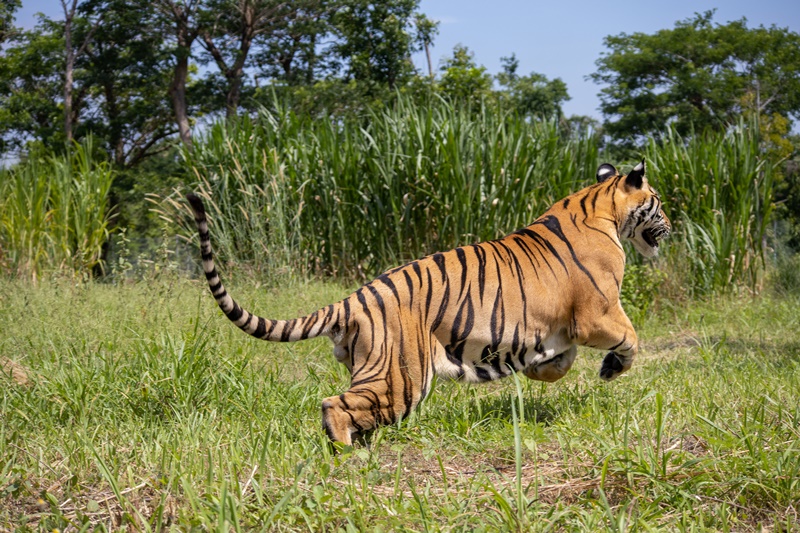 ‘คำรามจากป่า’สวนสัตว์ภูเก็ตโอนเสือให้มูลนิธิเพื่อนสัตว์ป่า ปรับพื้นที่เป็นสวนมะพร้าว