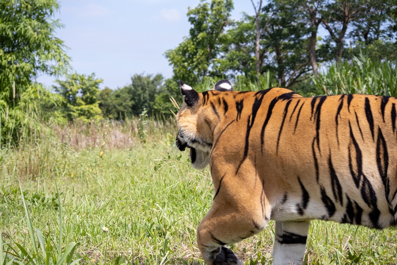 ภาพ มูลนิธิเพื่อนสัตว์ป่า