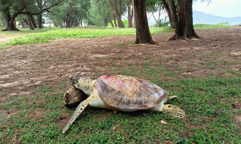 คลื่นลมแรงซัด 2 เต่ากระ หาดไม้ขาว 1 ตายกินเศษพลาสติก อีกตัวลูกเต่ายังรอด