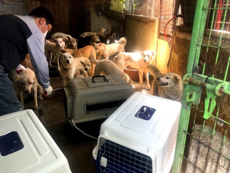 ARK119 ช่วยเหลือสุนัขราว 30 ตัวจากโรงฆ่าสัตว์เกาหลีใต้ ภาพ มูลนิธิเพื่อสุนัขในซอย