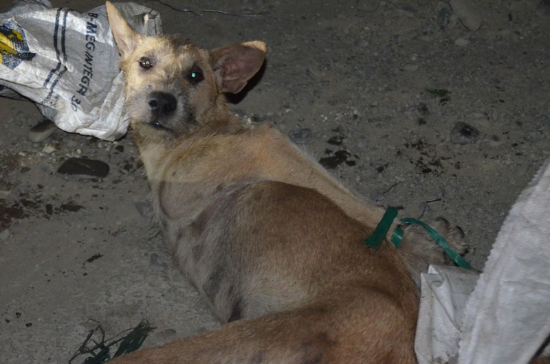 สุนัขที่ไร้เดียงสาถูกฆ่าเพื่อบริโภคเนื้อในฟิลิปปินส์ ภาพ มูลนิธิเพื่อสุนัขในซอย