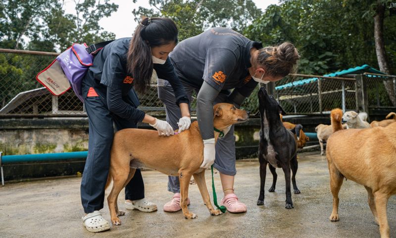 มูลนิธิเพื่อสุนัขในซอยฉีดวัคซีนประจำปีบ้านพักพิงสุนัขจังหวัดภูเก็ต