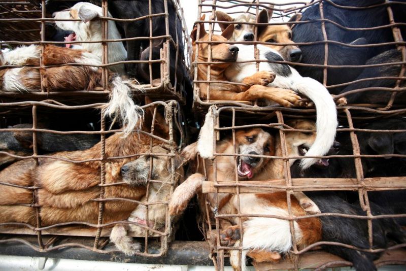 มูลนิธิเพื่อสุนัขในซอยเดินหน้ายุติการแพร่ระบาดของโรคพิษสุนัขบ้าในเวียดนาม