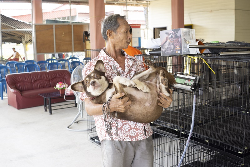 ภาพ มูลนิธิเพื่อสุนัขในซอย